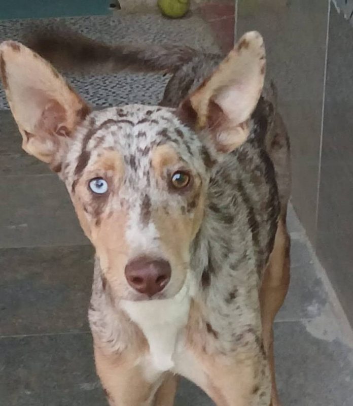 Epi - Chien Border Collie x Podenco Canario à adopter