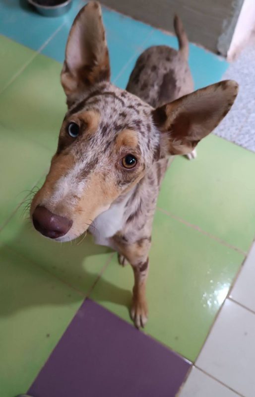 Epi - Chien Border Collie x Podenco Canario à adopter - photo 13