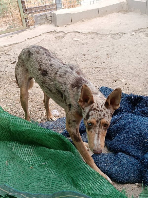 Epi - Chien Border Collie x Podenco Canario à adopter - photo 8