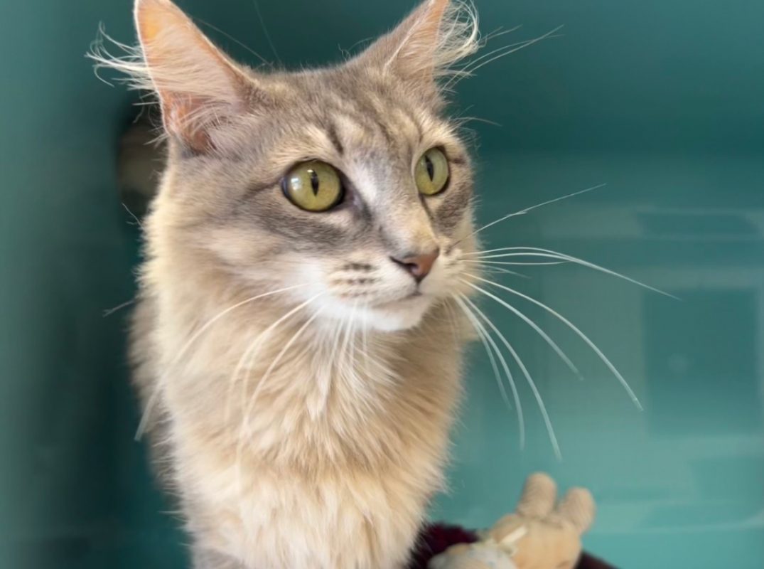 Nuage - Chat Européen à adopter - photo 2