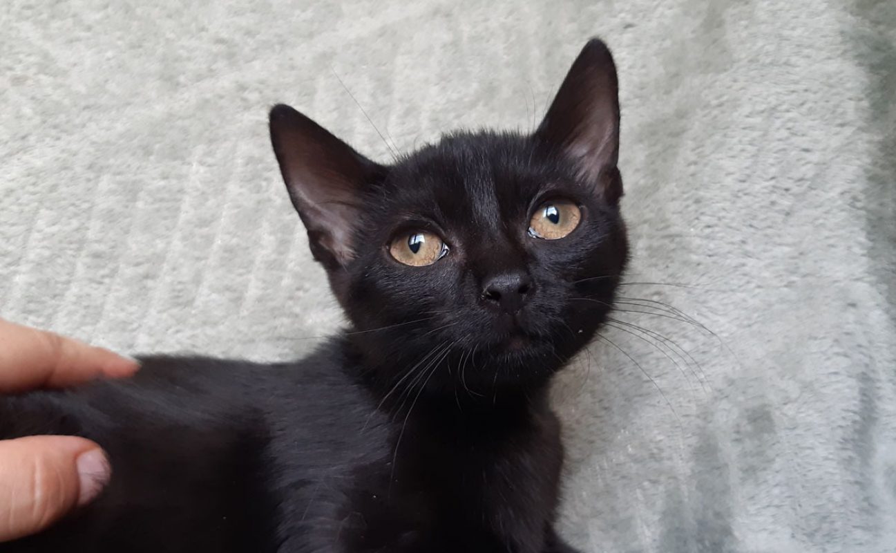 Bowinne - Chat Européen à adopter