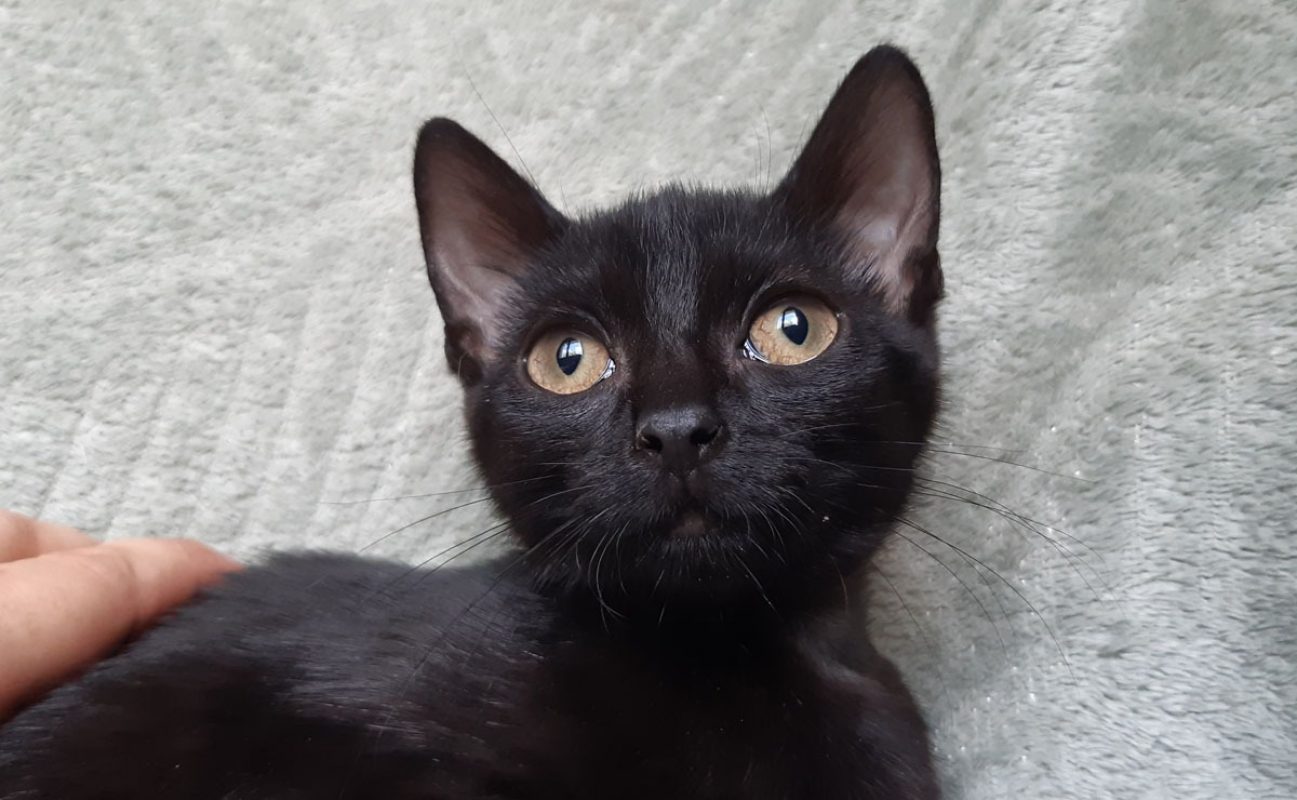 Bowinne - Chat Européen à adopter - photo 2