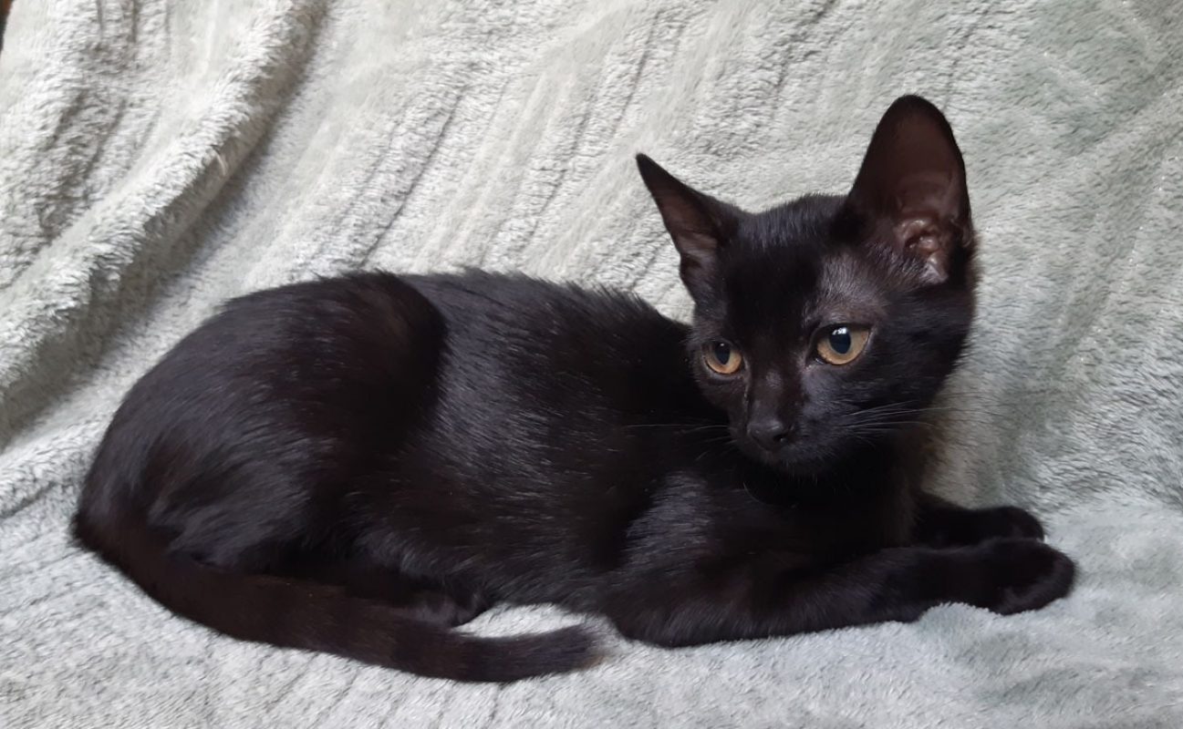 Bowinne - Chat Européen à adopter - photo 3