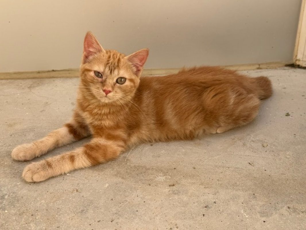 Rickie - Chat Européen à adopter