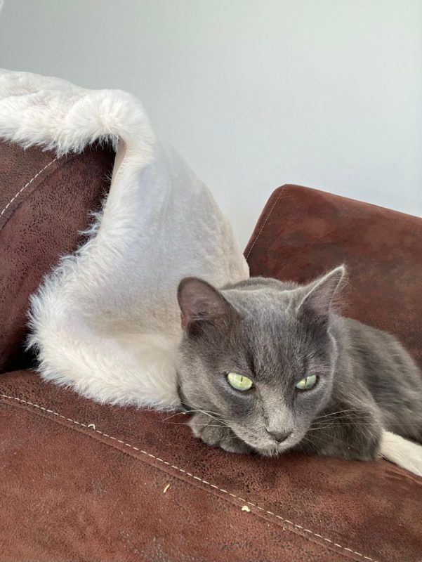 GRISOU - Chat à adopter - photo 2