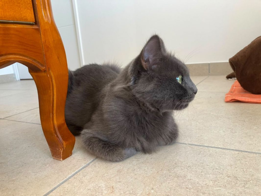 GRISOU - Chat à adopter