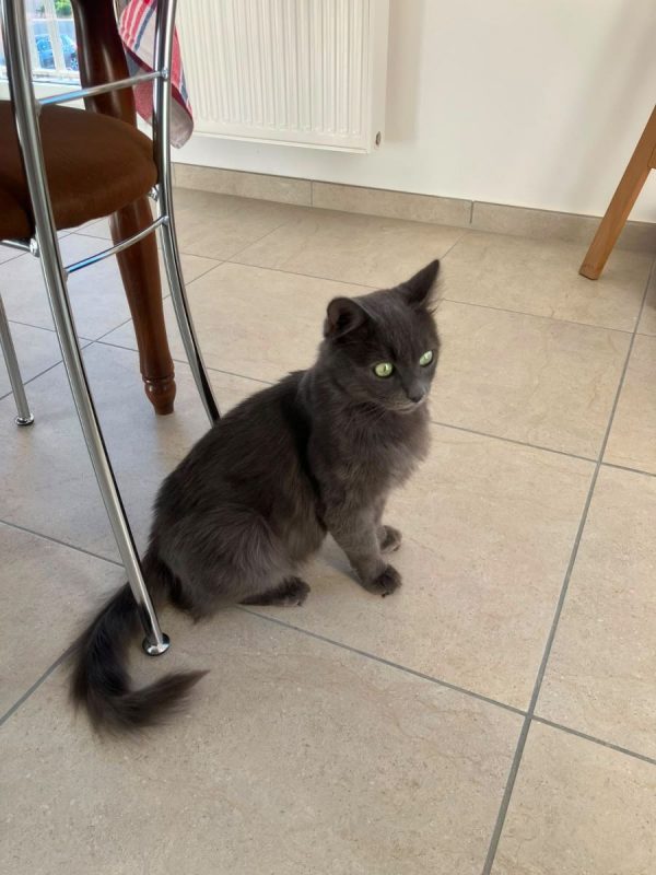 GRISOU - Chat à adopter - photo 3