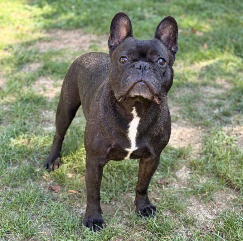 Jack - Chien Bouledogue Français à adopter