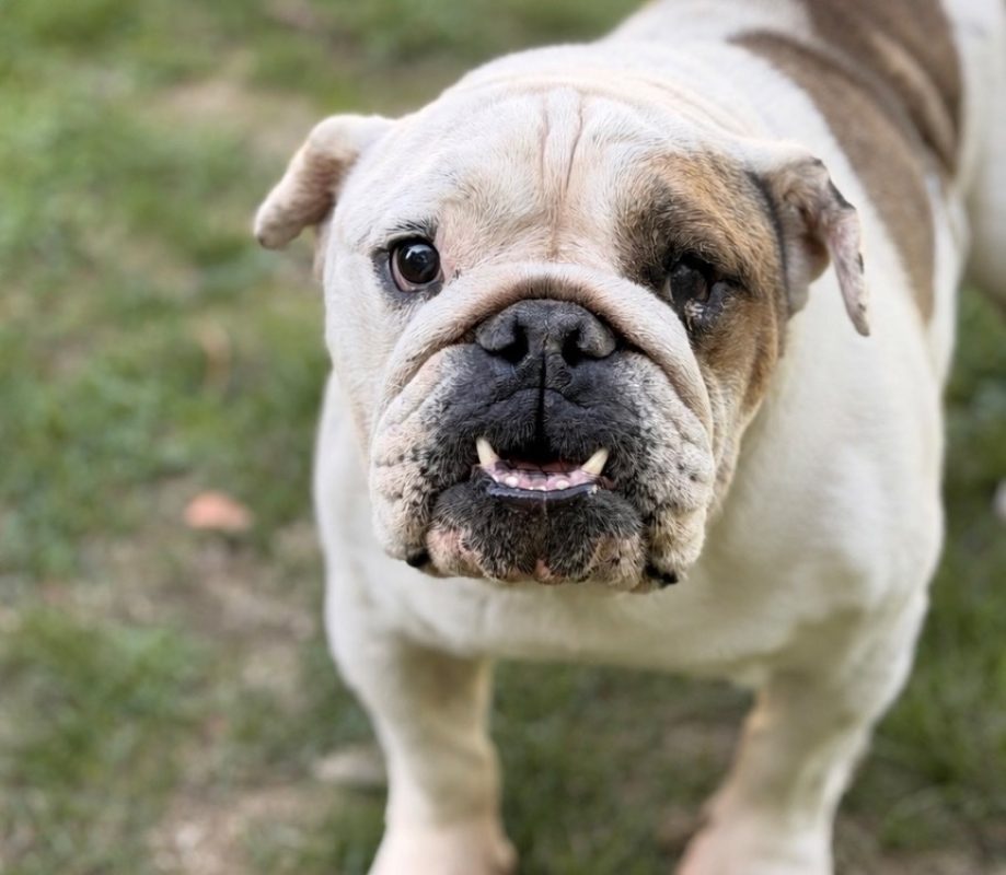 Beautiful - Chien à adopter