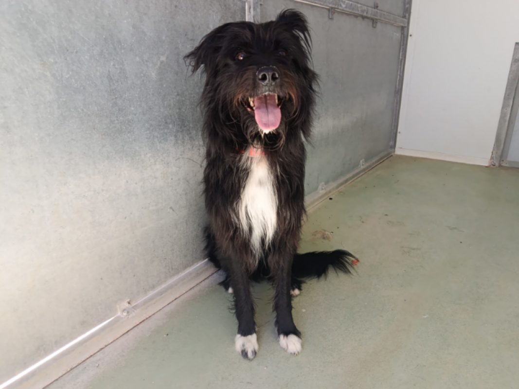 Hamilton - Chien Briquet Griffon Vendéen à adopter