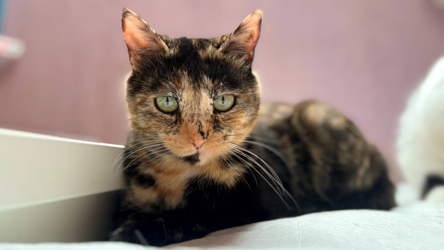 Cassia - Chat Européen à adopter