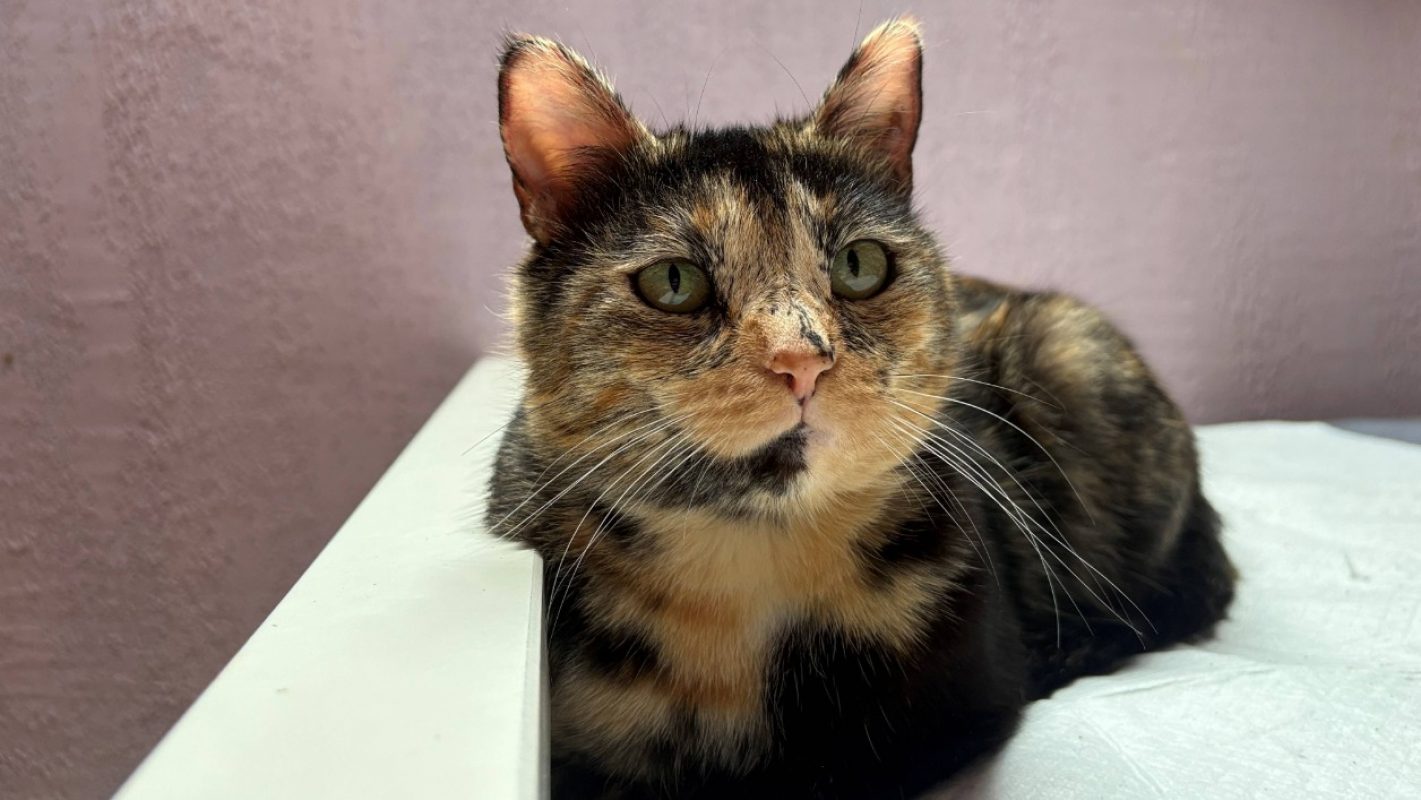 Cassia - Chat Européen à adopter - photo 2