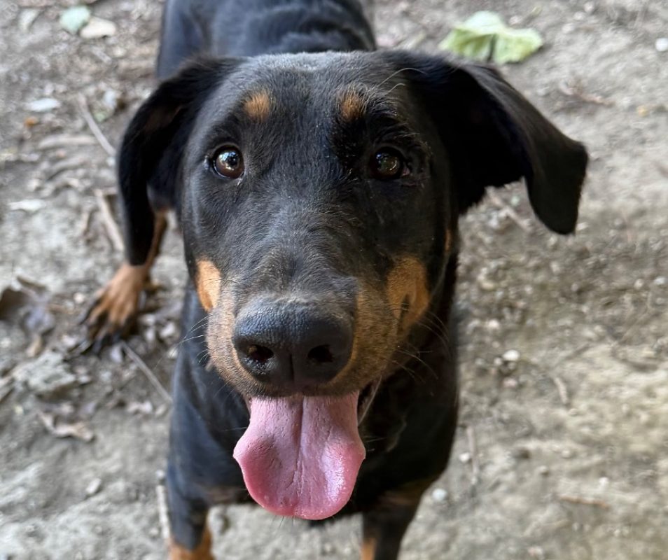 Vera - Chien à adopter