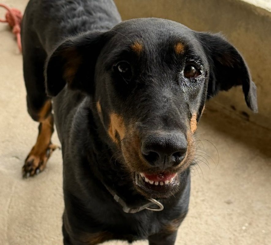 Vera - Chien à adopter - photo 2