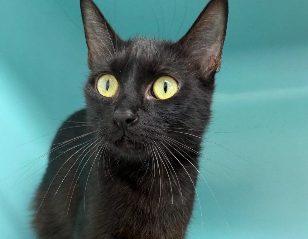 Jobi - Chat Européen à adopter