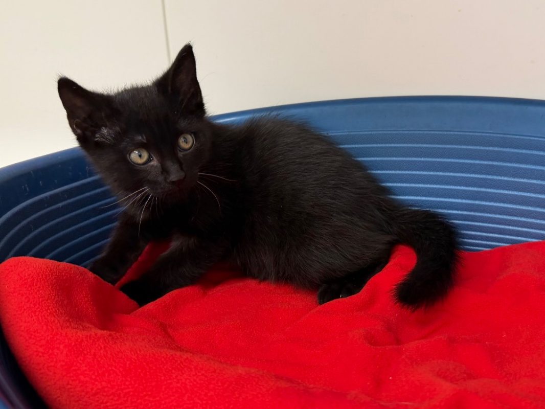 Joba - Chat Européen à adopter