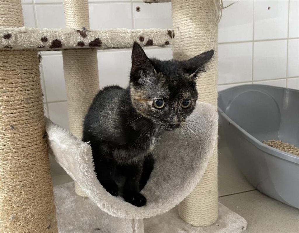 Lovegood - Chat Européen à adopter
