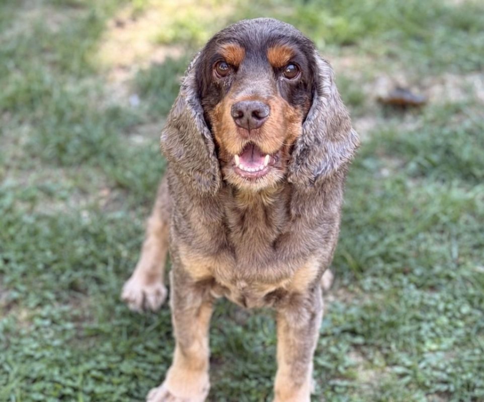 Milou - Chien à adopter