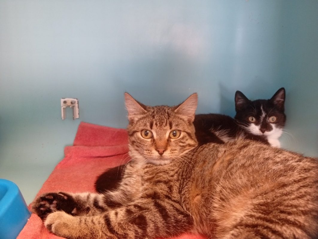 Spidercat - Chat Européen à adopter
