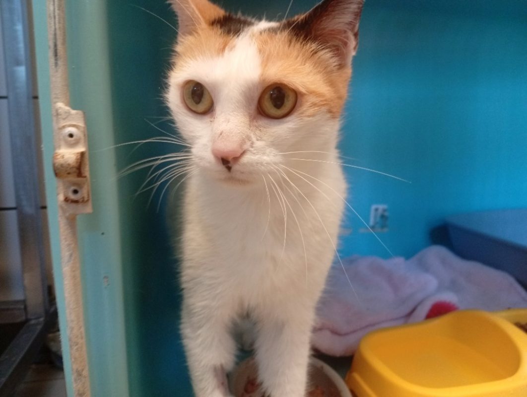 Rainbow - Chat Européen à adopter