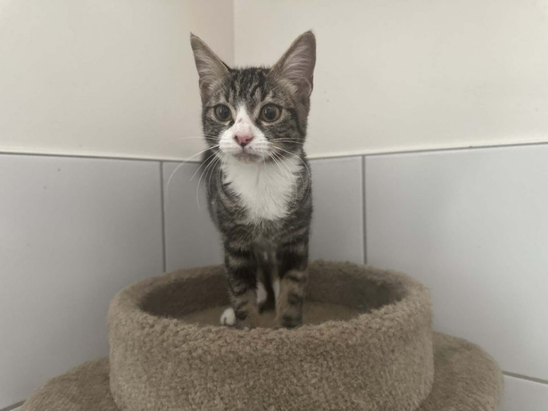 Belly - Chat Européen à adopter
