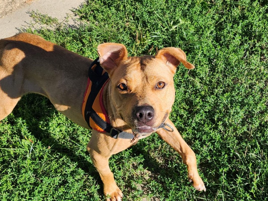 Toffee - Chien à adopter