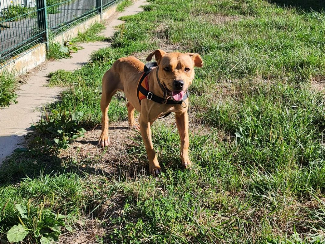 Toffee - Chien à adopter - photo 2