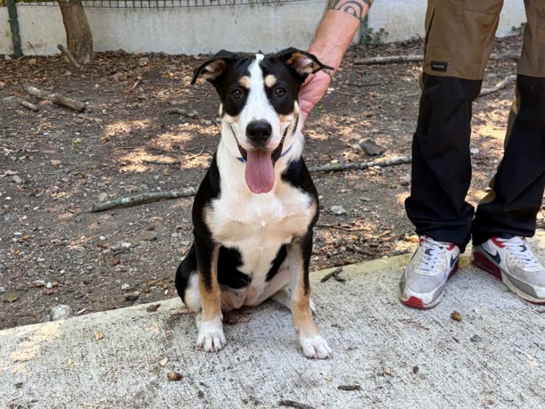 Bahia - Chien à adopter