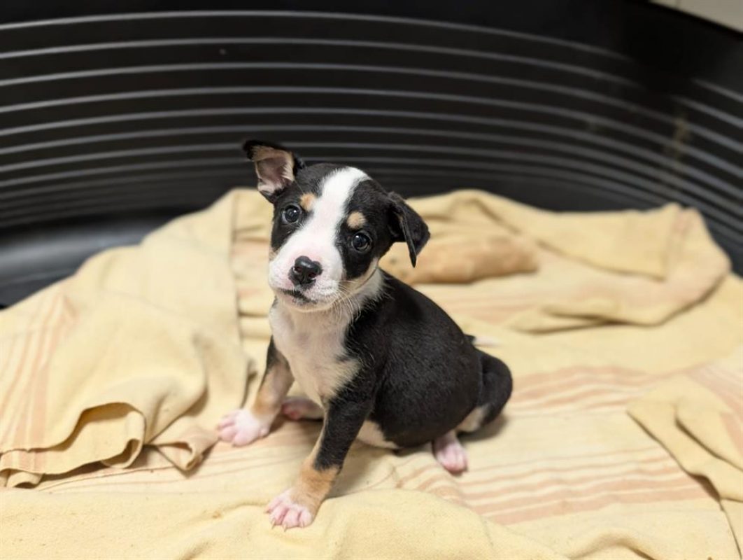 Bahia - Chien à adopter - photo 2