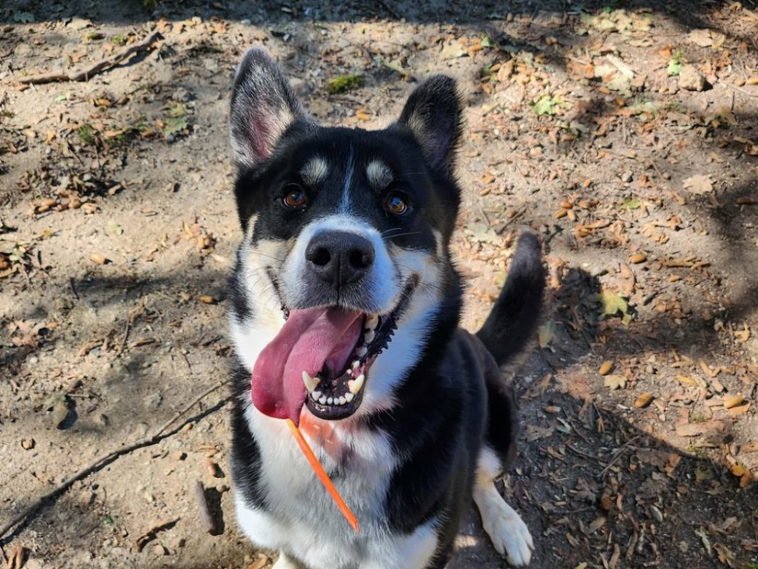 Woodruff - Chien Husky Sibérien à adopter