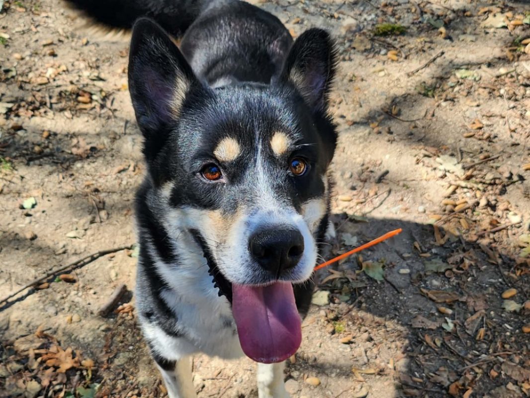 Woodruff - Chien Husky Sibérien à adopter - photo 2