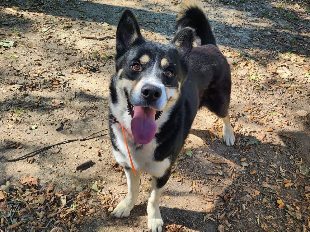 Woodruff - Chien Husky Sibérien à adopter - photo 3