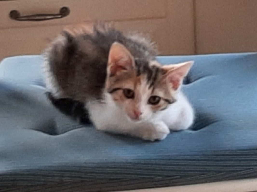 Amy - Chat Européen à adopter