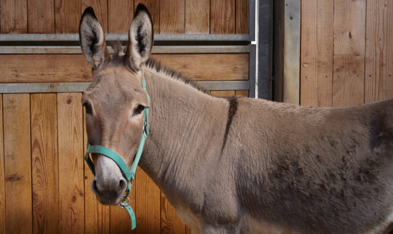 Akay - Equidé Ane à adopter