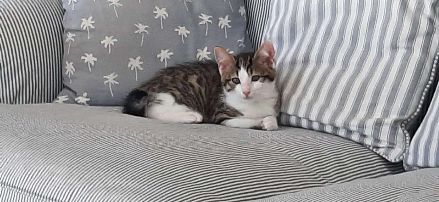 Luna - Chat Européen à adopter