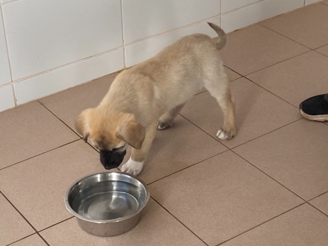 Peter - Chien à adopter
