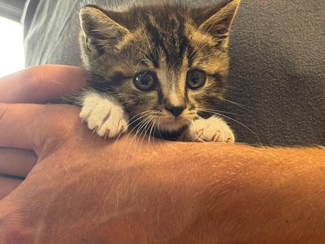 Chouchou - Chat Européen à adopter