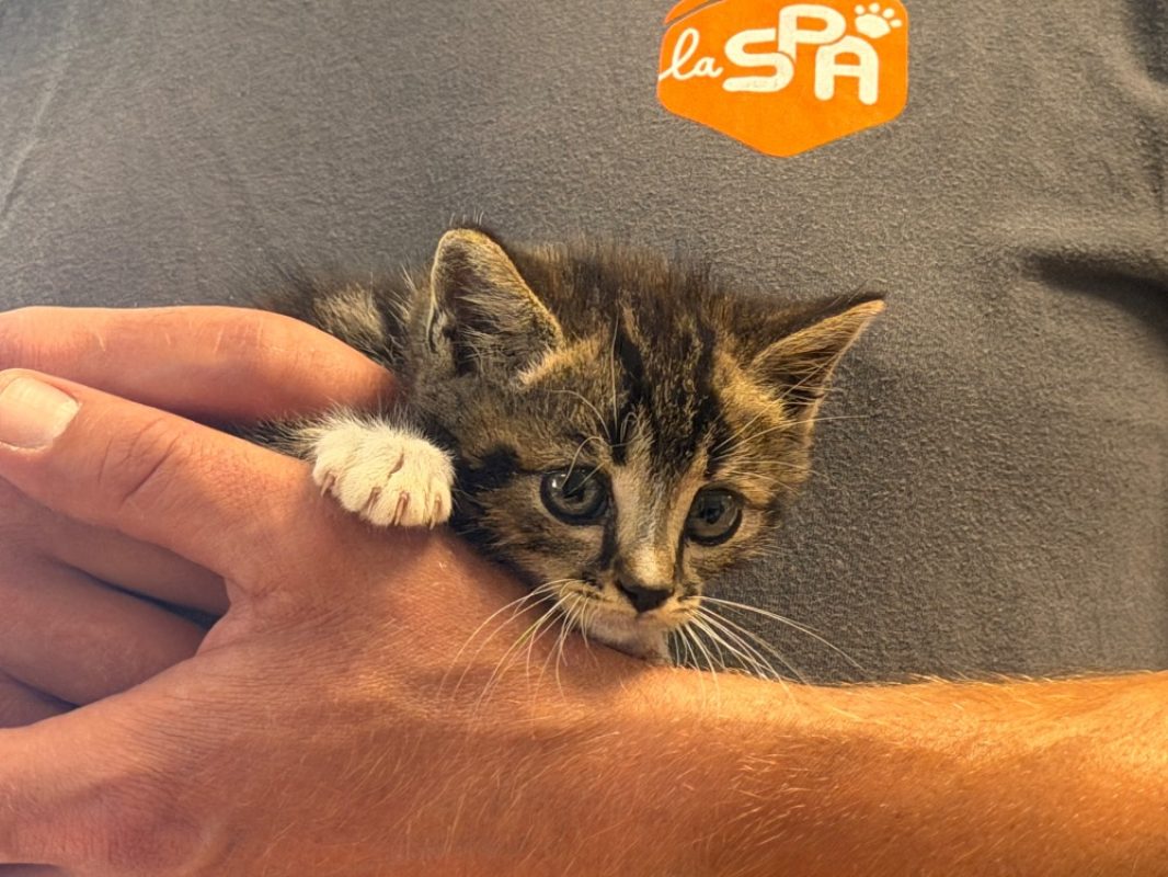 Chouchou - Chat Européen à adopter - photo 2