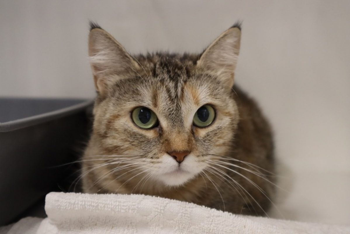 Perle - Chat Européen à adopter