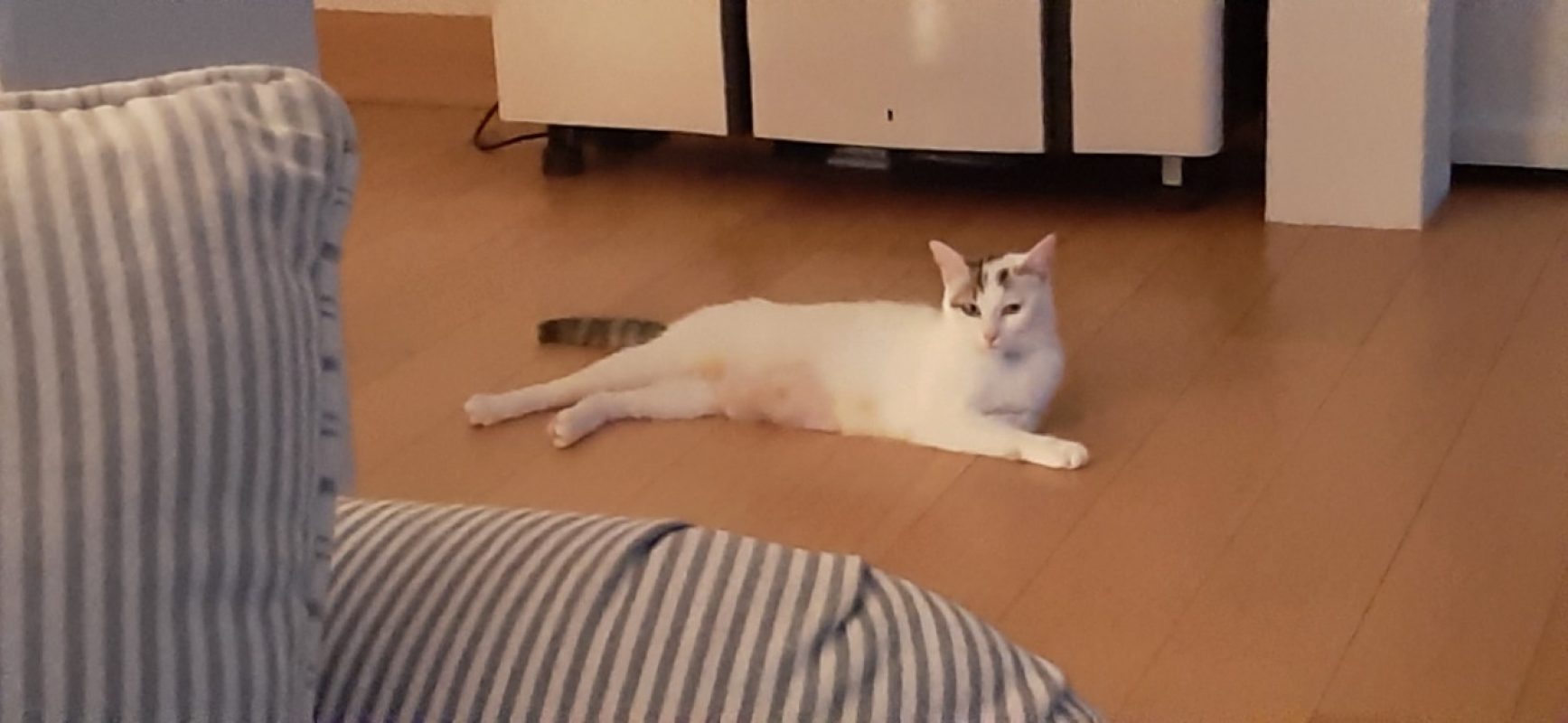 Noisette - Chat Européen à adopter