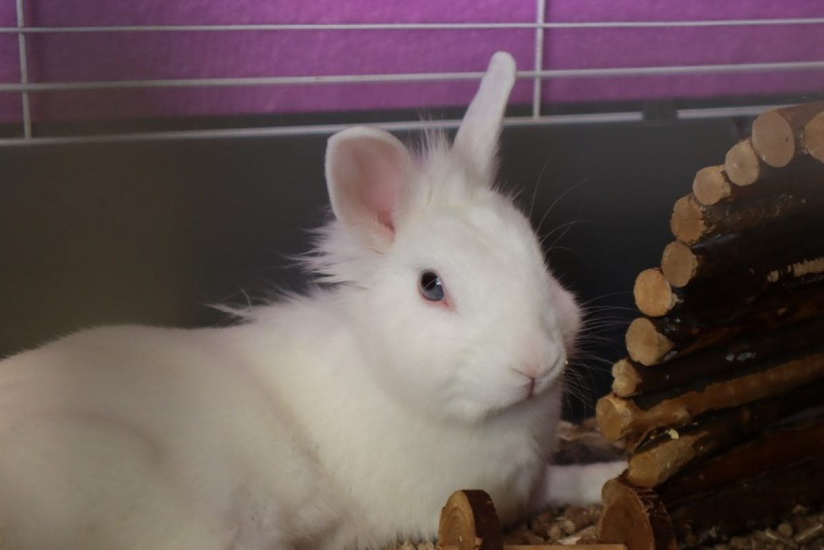 Pin-up - Rongeur Lapin à adopter