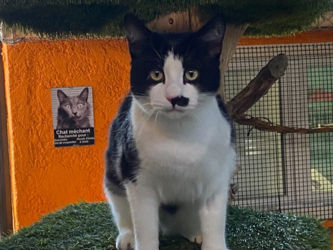 Steeve - Chat Européen à adopter