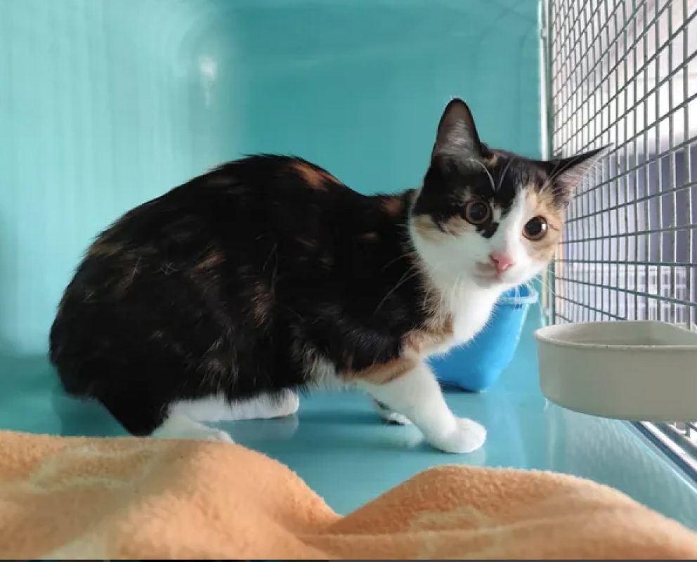 Maria - Chat Européen à adopter