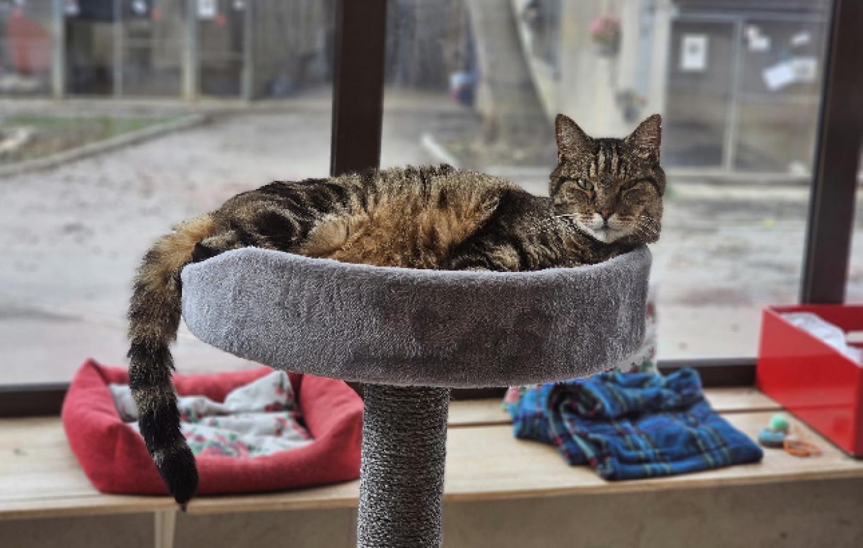 Lerega - Chat Européen à adopter