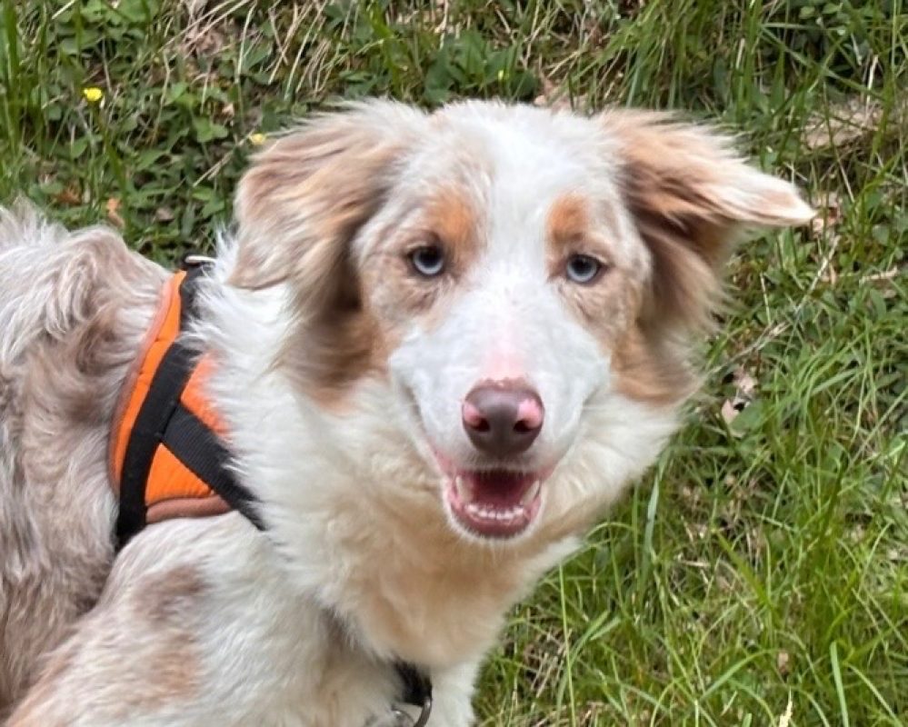 Aurore - Chien Border Collie à adopter