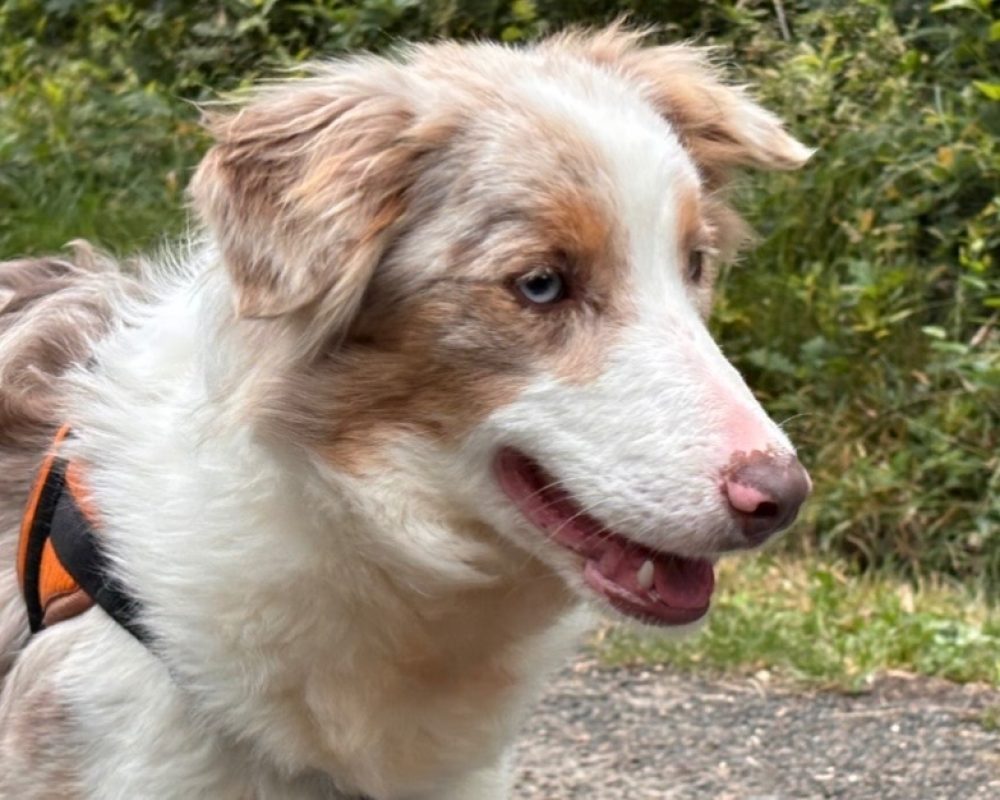 Aurore - Chien Border Collie à adopter - photo 2