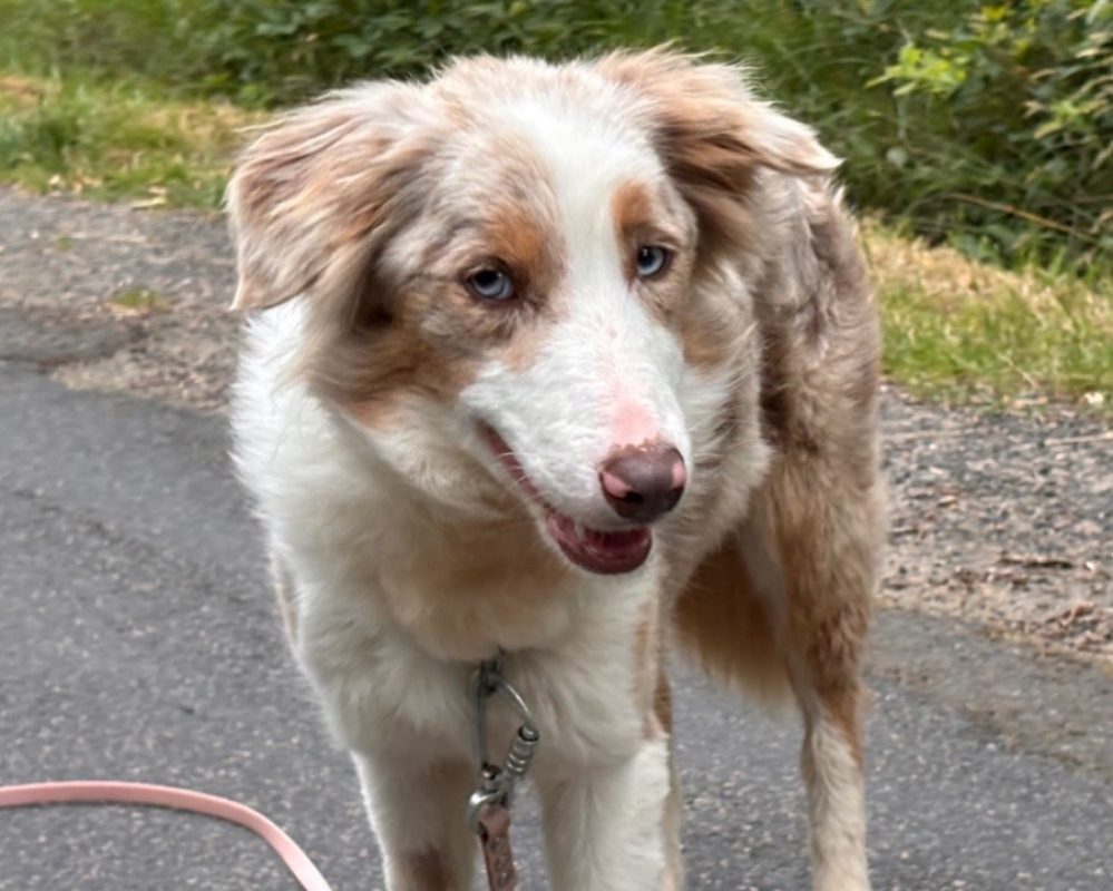 Aurore - Chien Border Collie à adopter - photo 3