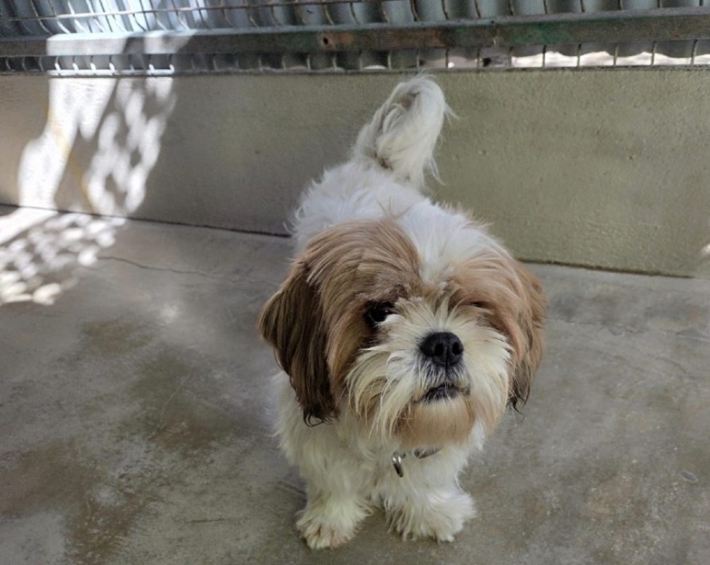 Ramses - Chien Shih Tzu à adopter