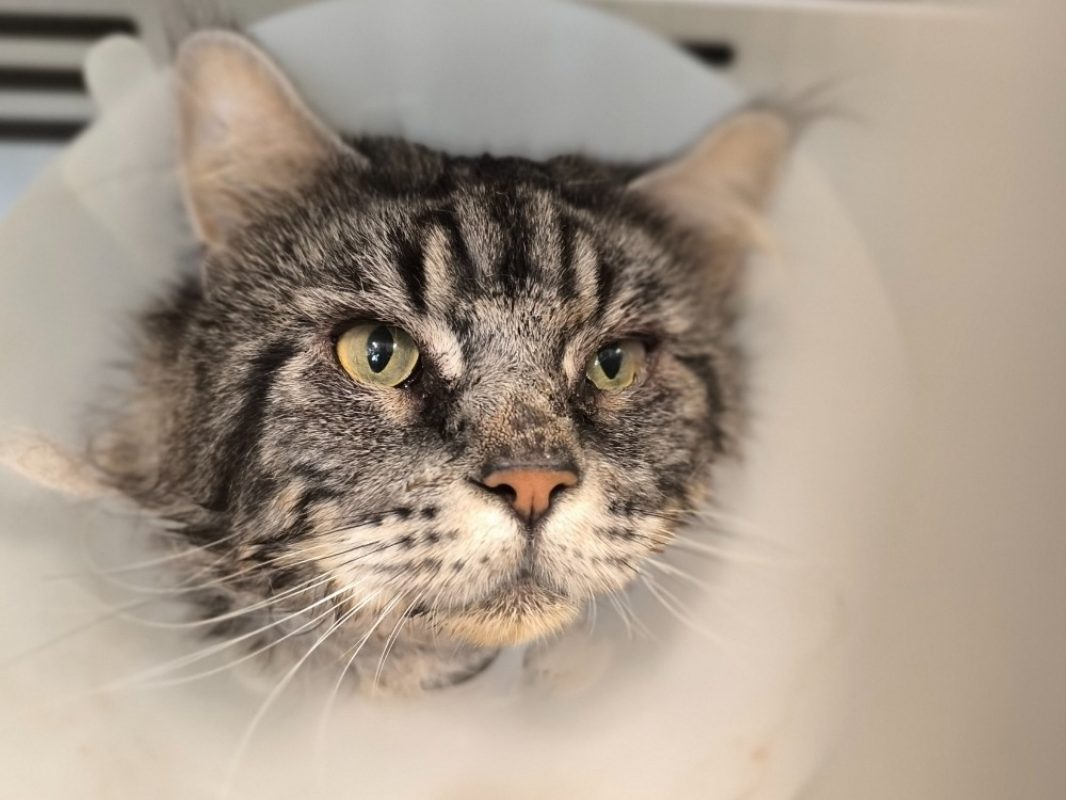 Simba - Chat à adopter