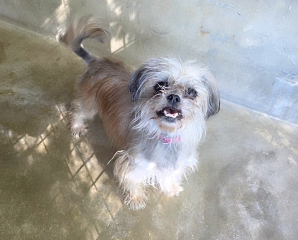 Fifi reservé - Chien Pékinois à adopter